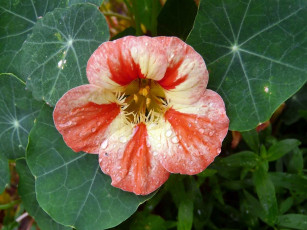 Картинка автор виктор алеветдинов цветы настурции