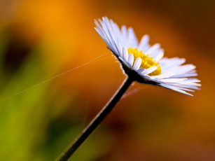 Картинка цветы ромашки