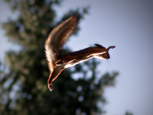 Картинка животные белки