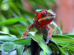 Картинка животные хамелеоны