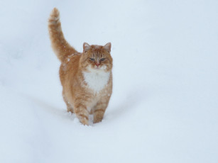 Картинка животные коты