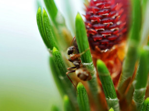 Картинка животные насекомые