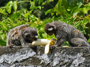 Картинка животные обезьяны