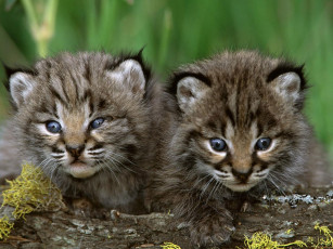 Картинка животные рыси рысята