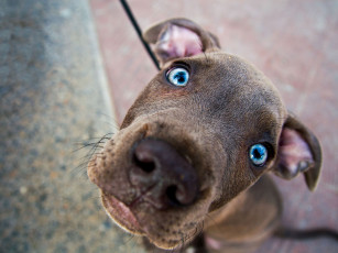 Картинка животные собаки