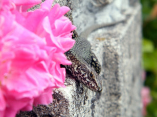 Картинка животные Ящерицы игуаны вараны