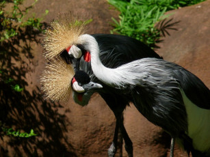 Картинка животные журавли