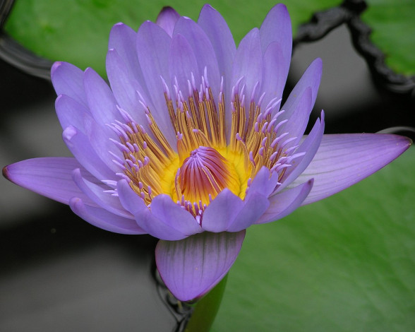 Обои картинки фото цветы, лилии, водяные, нимфеи, кувшинки