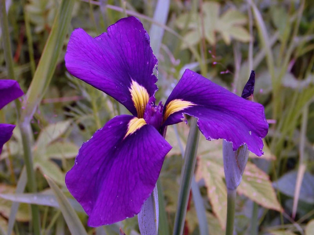 Обои картинки фото автор, виктор, алеветдинов, цветы, ирисы