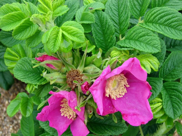 Обои картинки фото автор, виктор, алеветдинов, цветы, шиповник