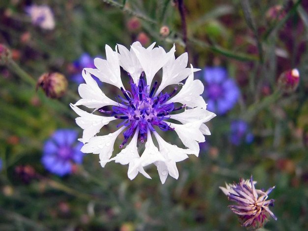 Обои картинки фото автор, виктор, алеветдинов, цветы, васильки