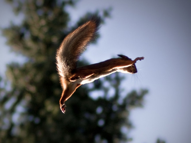 Обои картинки фото животные, белки