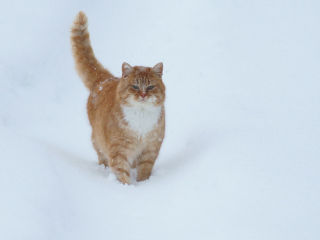 Обои картинки фото животные, коты