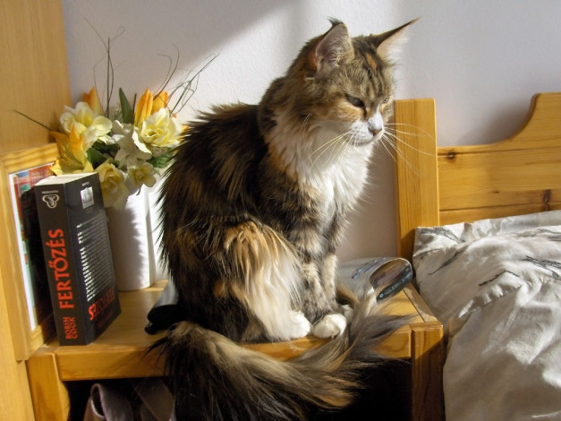 Обои картинки фото животные, коты