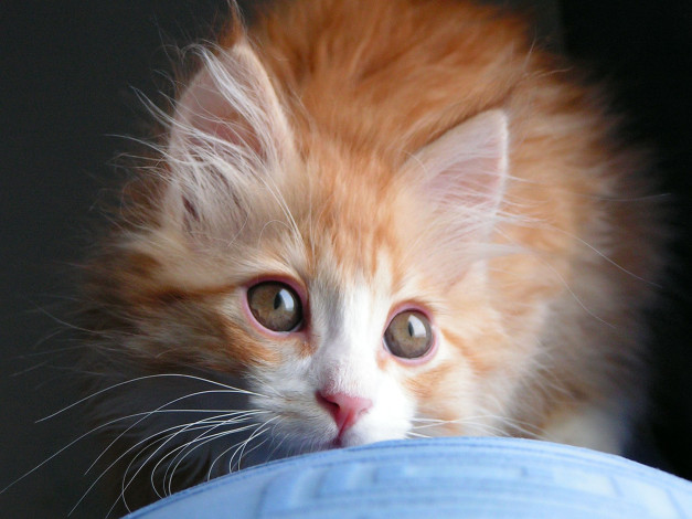 Обои картинки фото животные, коты