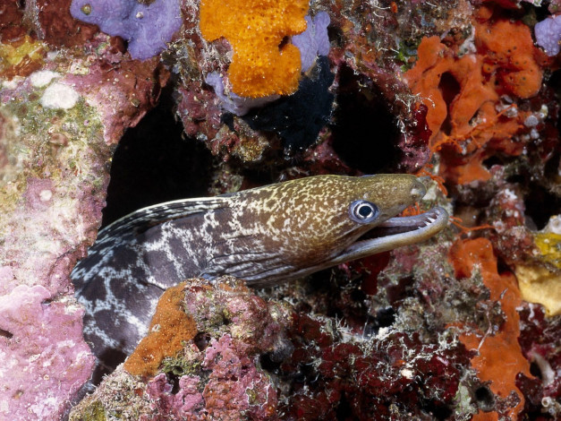 Обои картинки фото животные, мурены