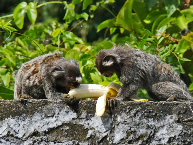 Обои картинки фото животные, обезьяны