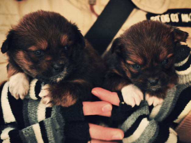 Обои картинки фото животные, собаки