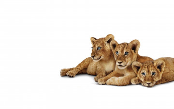 Картинка животные львы львенок