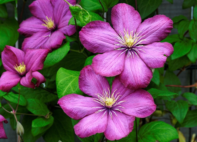 Обои картинки фото цветы, клематис, ломонос, лепестки, лиловый