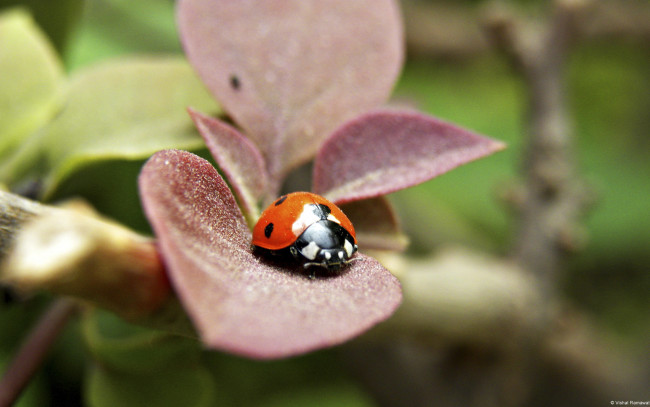 Обои картинки фото животные, божьи, коровки, листочек