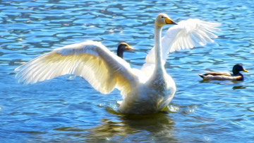 Картинка рисованные животные +птицы +лебеди лебедь озеро утки