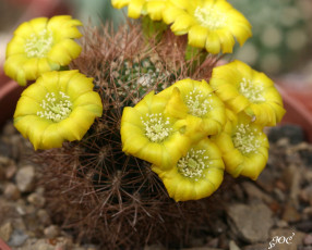 Картинка цветы кактусы красота жёлтые красивые кактус