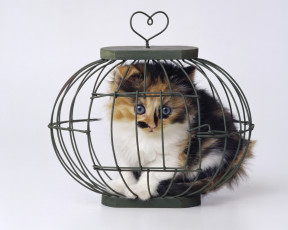 Картинка животные коты кьтенок клетка