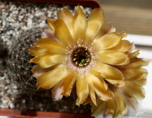 обоя цветы, кактусы, красота, цветение, макро, кактус