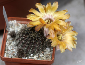 Картинка цветы кактусы красота кактус цветение макро