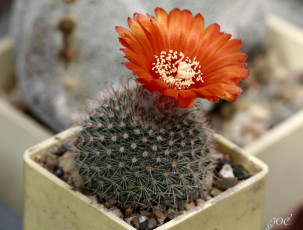 Картинка цветы кактусы кактус макро цветение красота колючки