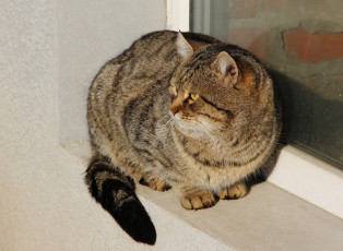 Картинка животные коты ушки усы коте взгляд киса