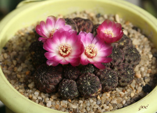 Картинка цветы кактусы макро цветение красота колючки кактус