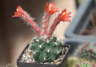 Картинка цветы кактусы макро кактус колючки красота цветение