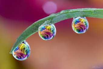 Картинка разное капли +брызги +всплески травинка розы цветы роса макро