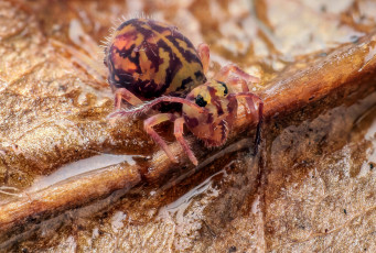 Картинка животные насекомые вода фон утро насекомое макро