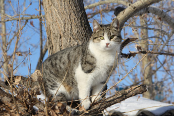 Картинка животные коты ветки полосатый дерево кошка кот коте