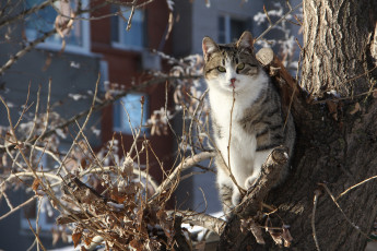 обоя животные, коты, ветки, взгляд, коте, киса