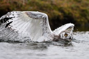 Картинка животные совы