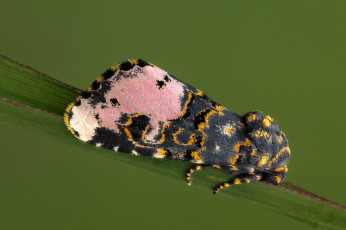 Картинка животные бабочки +мотыльки +моли усики крылья бабочка макро