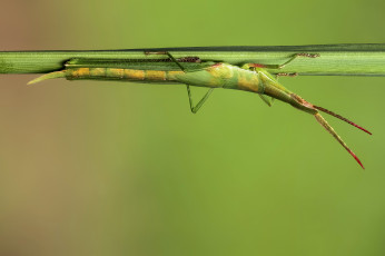 Картинка животные кузнечики +саранча травинка макро кузнечик