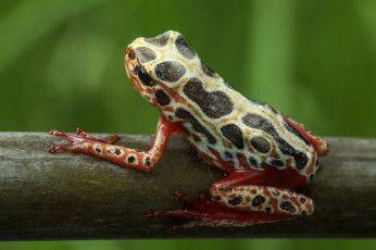 Картинка животные лягушки фон лягушка макро