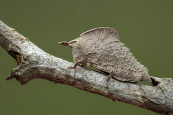 Картинка животные насекомые фон утро макро насекомое жук травинка