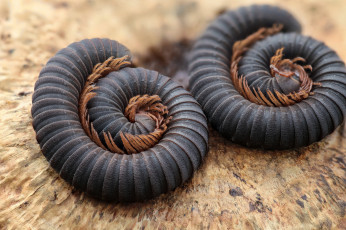 Картинка животные насекомые кольца сороконожки макро фон