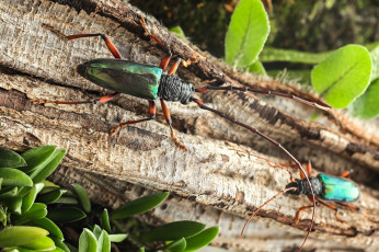 Картинка животные насекомые утро фон макро жуки