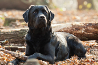 Картинка животные собаки взгляд собака друг