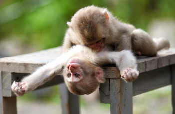 Картинка животные обезьяны дерево обезьяна