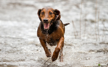 Картинка животные собаки бег друг взгляд собака
