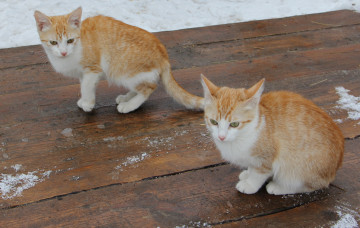 Картинка животные коты котята пара рыжие