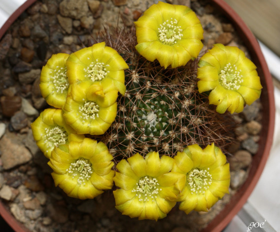 Обои картинки фото цветы, кактусы, красота, кактус, цветение, макро